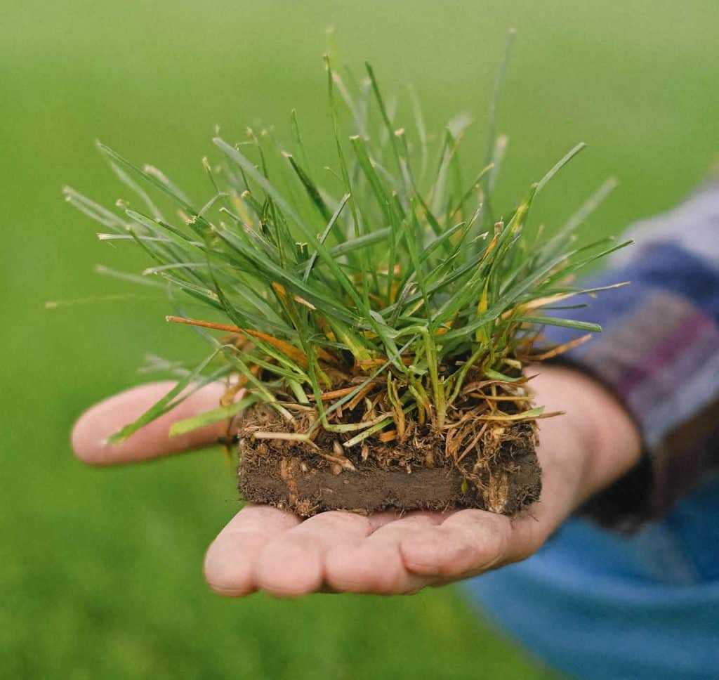 Fungus and Disease Conrol Liberty MO