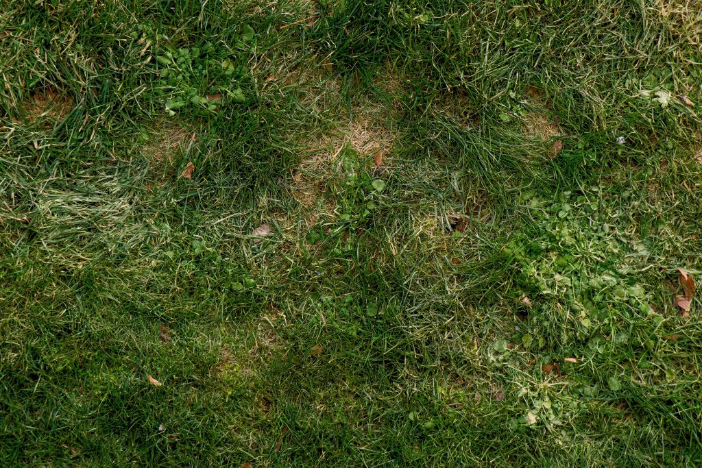Effective Strategies to Prevent Lawn Diseases