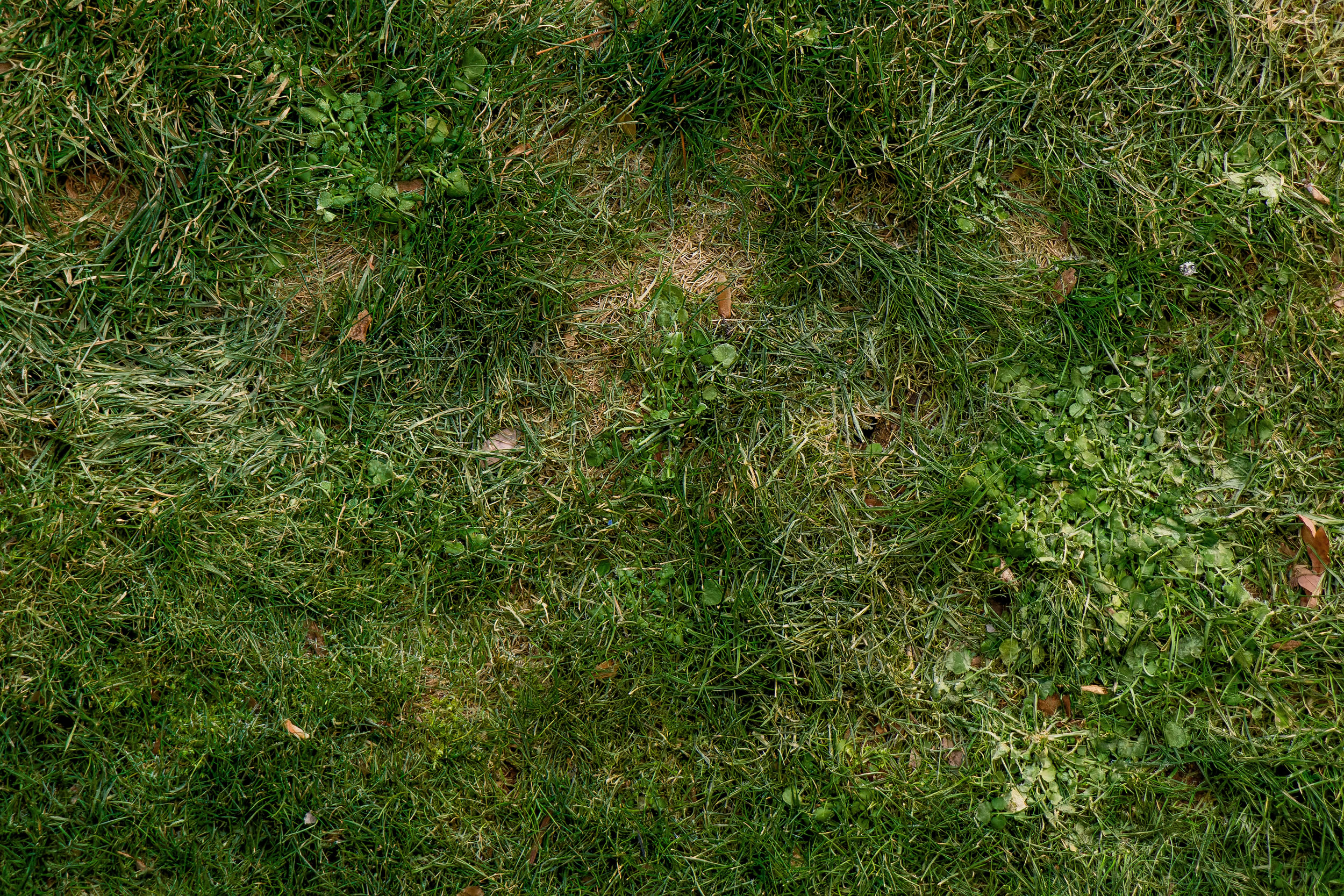 Effective Strategies to Prevent Lawn Diseases