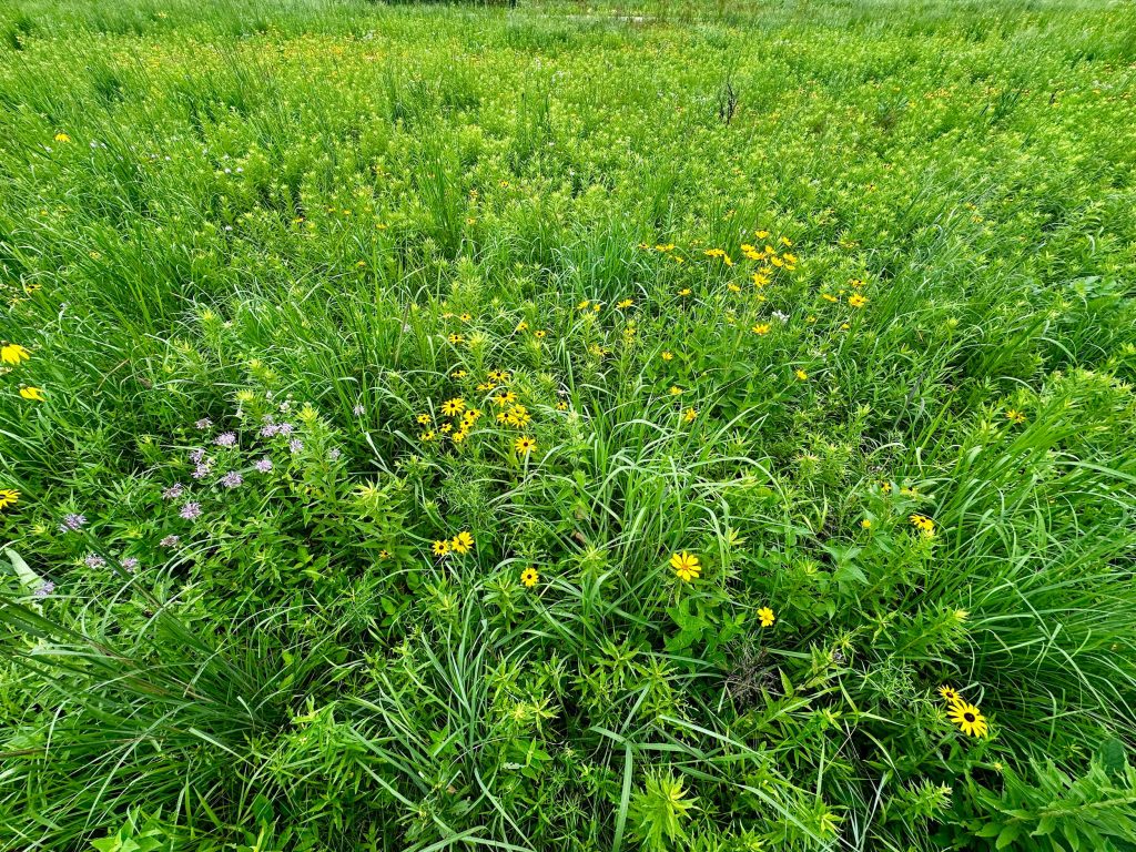 Effective Strategies to Prevent Weeds in Kansas City Lawns