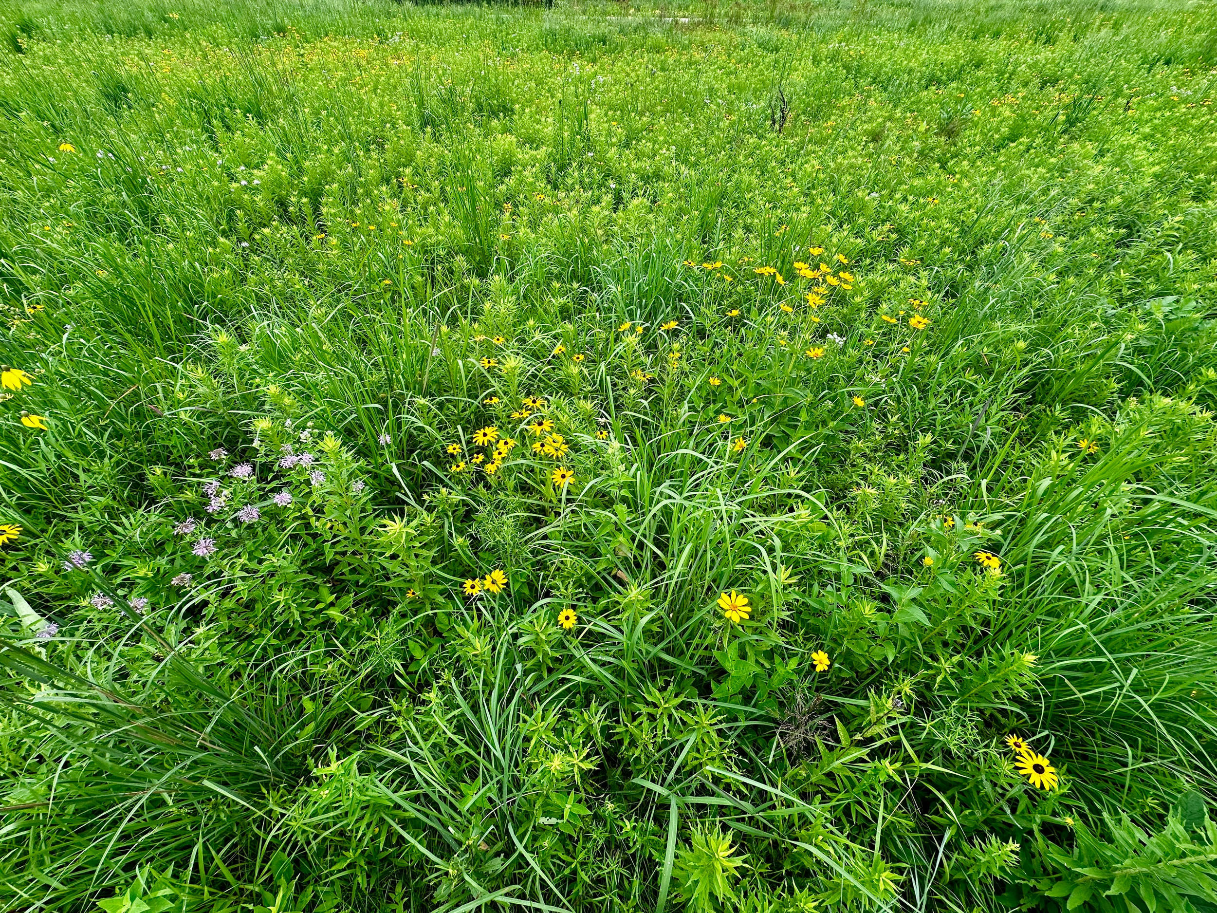 Effective Strategies to Prevent Weeds in Kansas City Lawns